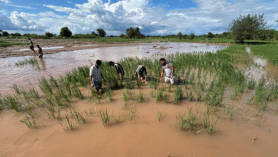 Photo of जम्मू-कश्मीर: बारिश-बाढ़ से दालों की 94 फीसदी खेती बर्बाद
