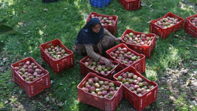 Photo of जम्मू-कश्मीर को जल्द मिलेगी लॉजिस्टिक नीति…सस्ती होगी माल ढुलाई