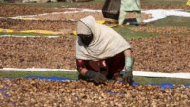 Photo of मंदा पड़ा कश्मीरी अखरोट का बाजार: विदेशों से बढ़ते आयात ने बिगाड़ी दशा