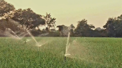 Photo of किसानों का मददगार बनेगा AI… पंजाबी में देगा हर जानकारी