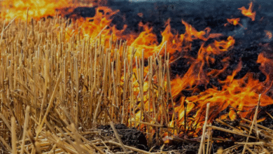 Photo of पंजाब में अब तक सिर्फ 33 प्रतिशत क्षेत्र में कटी फसल, बढ़ेंगे पराली जलाने के मामले