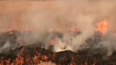 Photo of पंजाब में एक दिन में 442 जगह जली पराली
