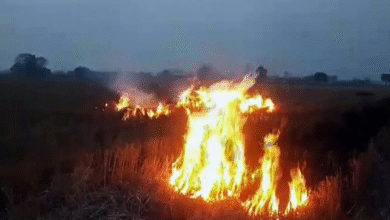 Photo of  पंजाब-हरियाणा में पराली जलाने के मामलों में 50% से ज्यादा की कमी